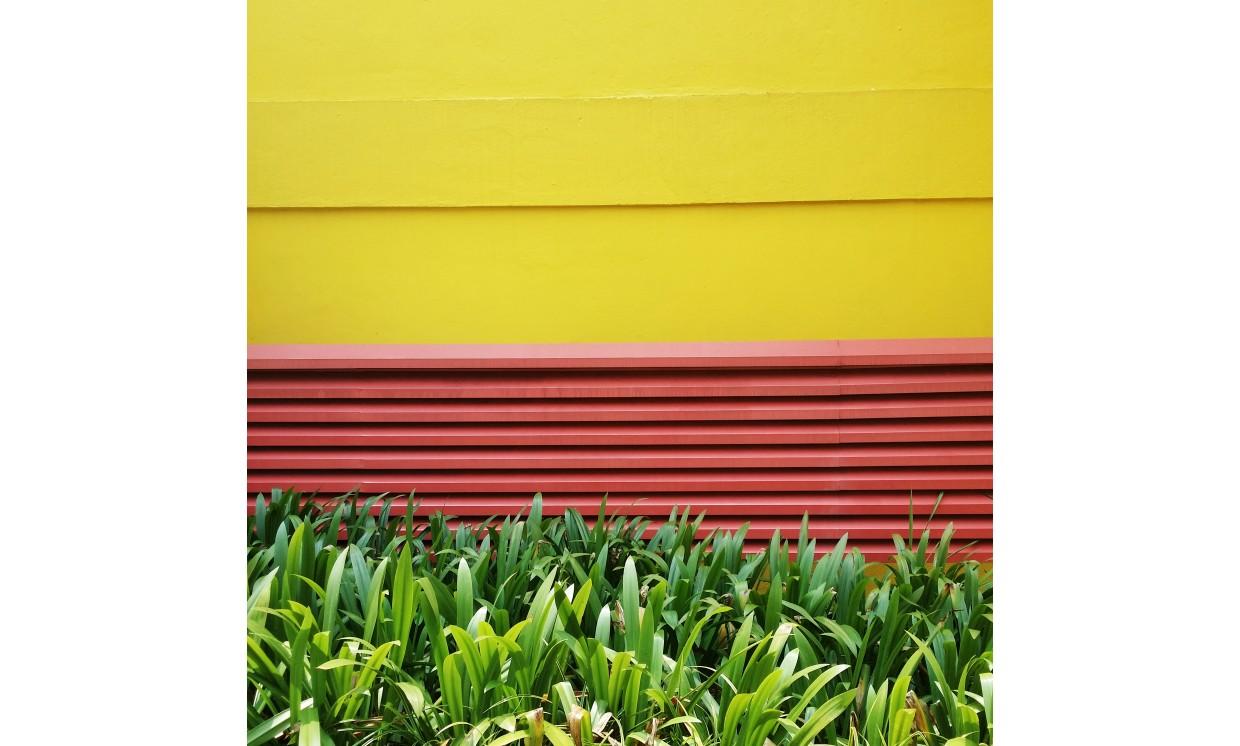 building wall green plant yellow red