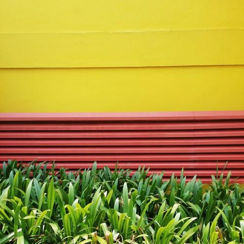 building wall green plant yellow red