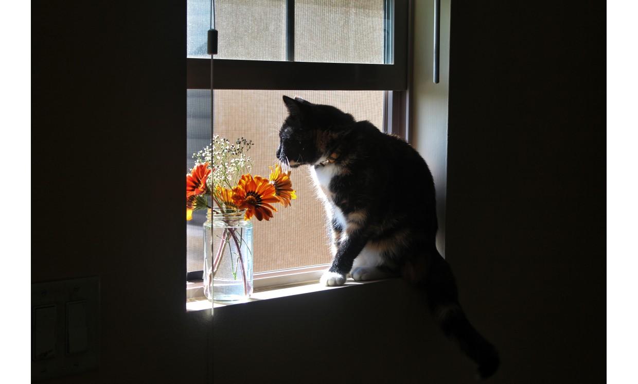 animal cat flower girl