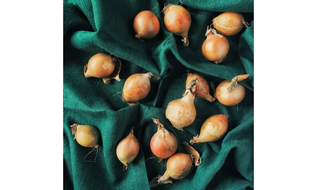 background onions  green 