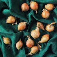 onions on the green background