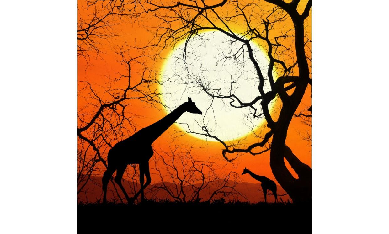 animal giraffe sunset wildlife nature tree
