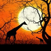 giraffes