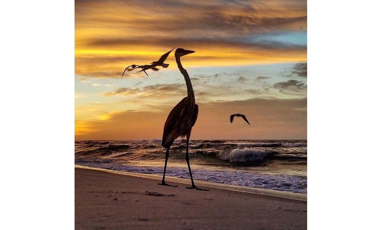 animal crane sea beach sunset bird nature wildlife