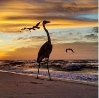 cranes