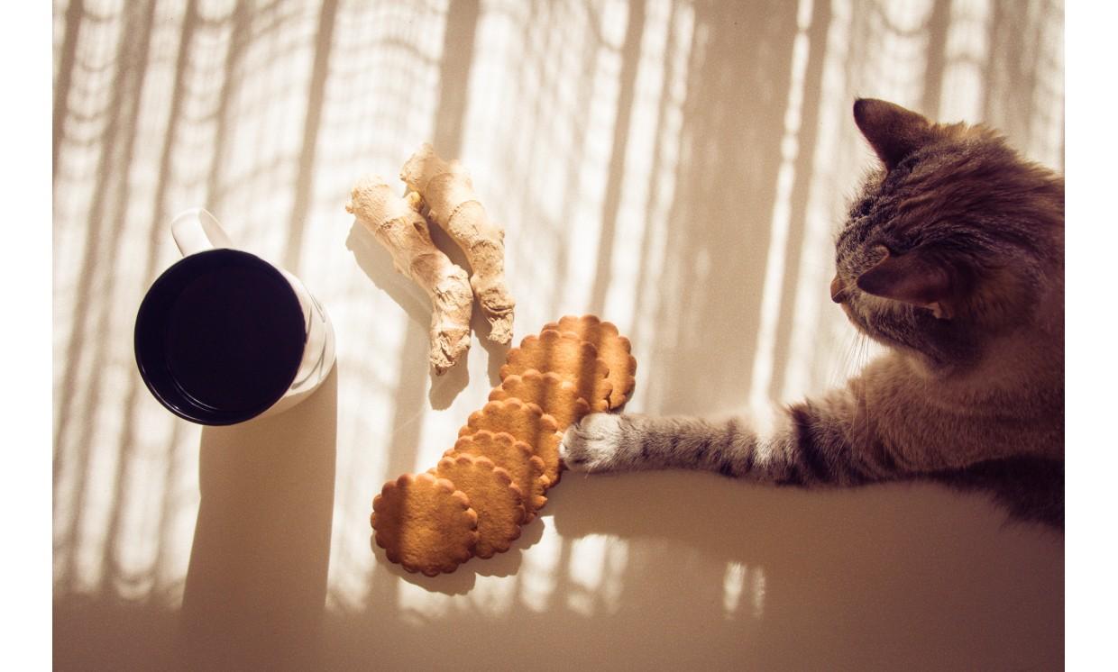animal cake cat