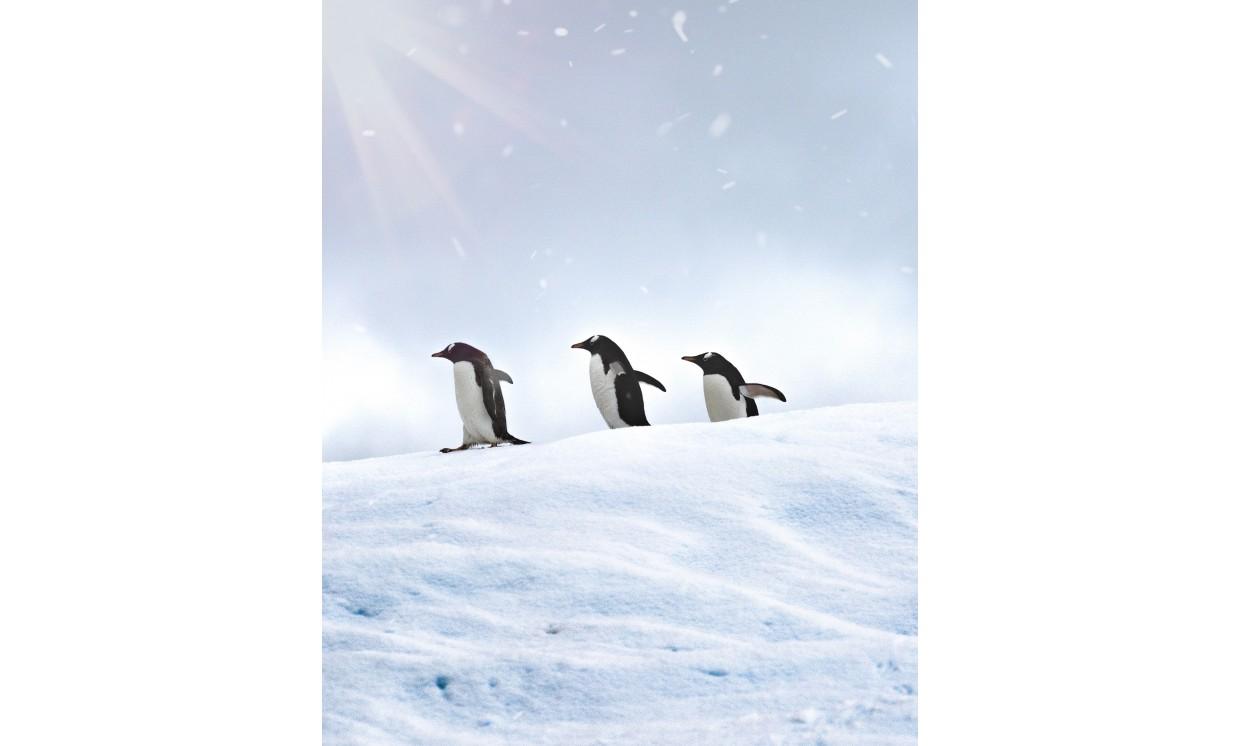 animal penguin the south pole winter wildlife nature