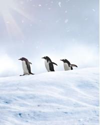 penguins