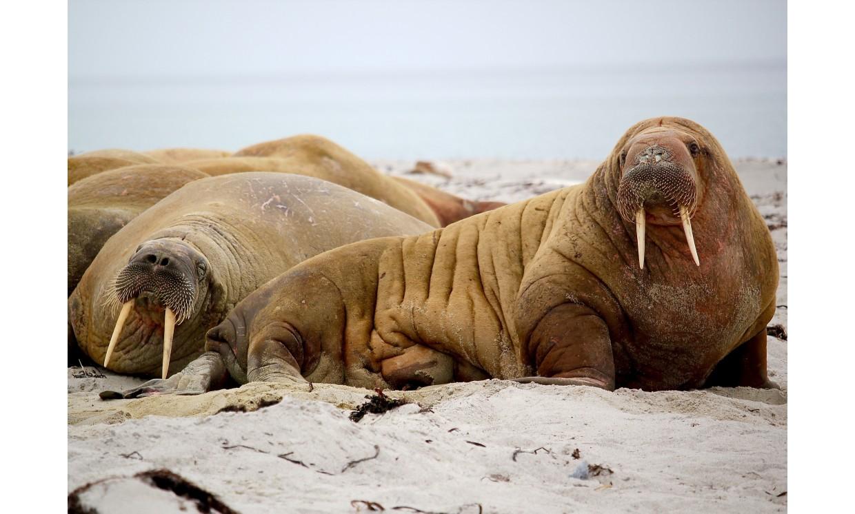 animal morse sea beach wildlife nature