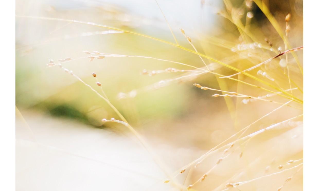 abstract nature  flower  blur summer bright fall color macro nature insubstantial