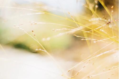 abstract nature  flower  blur summer bright fall color macro nature insubstantial