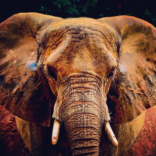 animal elephant face wildlife