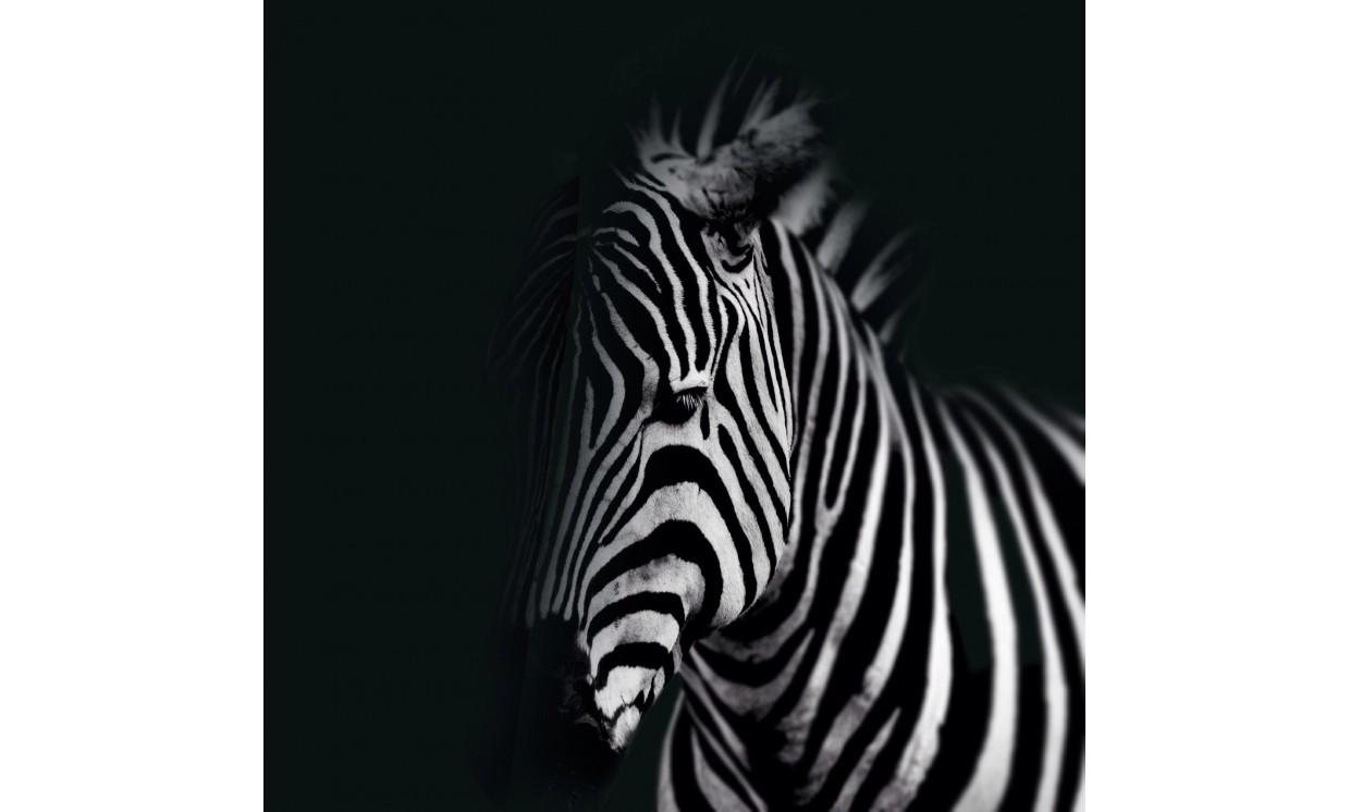 animal zebra wildlife nature