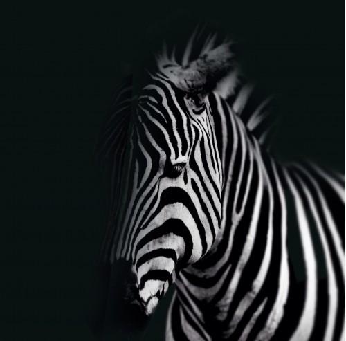 animal zebra wildlife nature