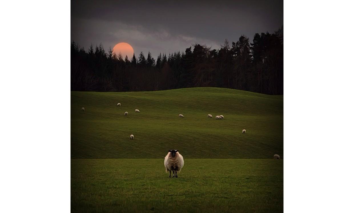 animal sheep wildlife nature