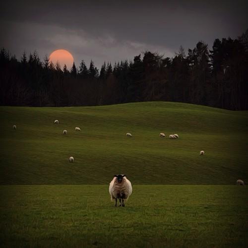 animal sheep wildlife nature
