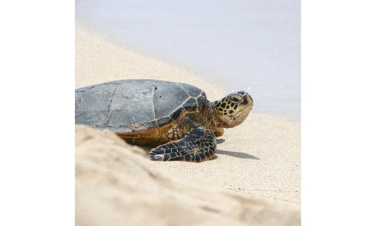 animal sea turtle turtle marine life beach