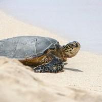 sea turtle