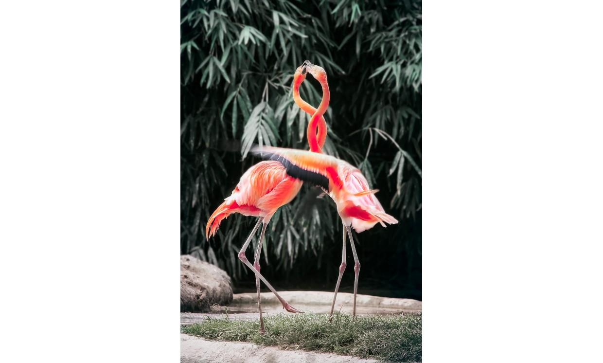 animal bird flamingo wildlife