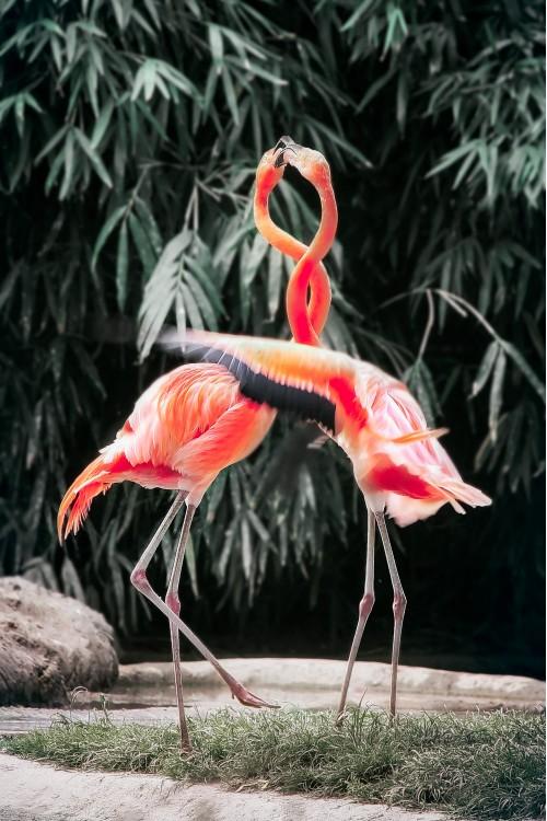animal bird flamingo wildlife