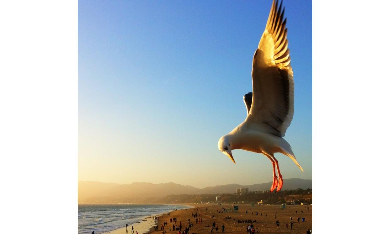 animal pigeon bird flight wildlife
