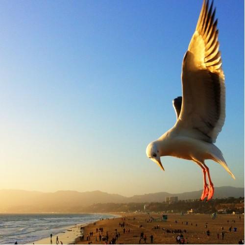 animal pigeon bird flight wildlife