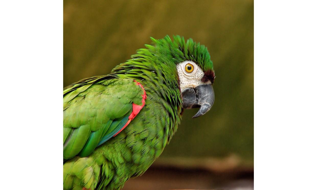 animal bird parrot wildlife