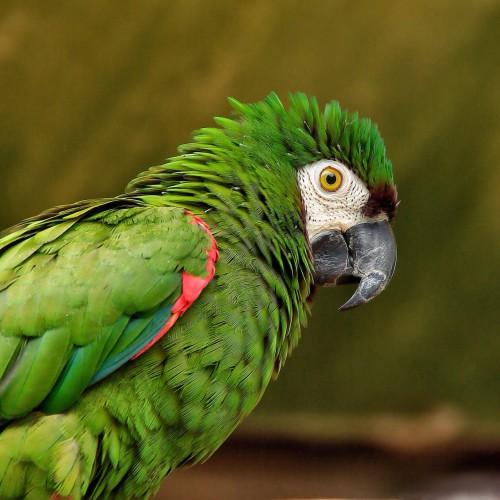 animal bird parrot wildlife