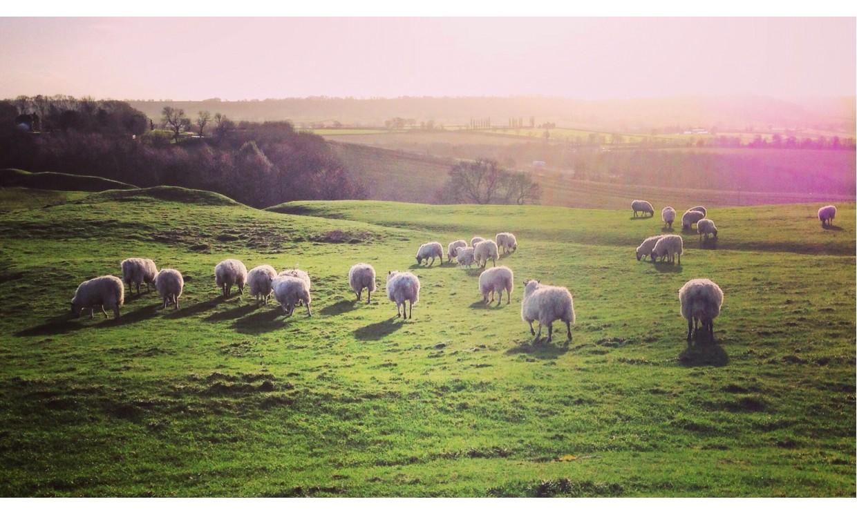 animal sheep nature wildlife