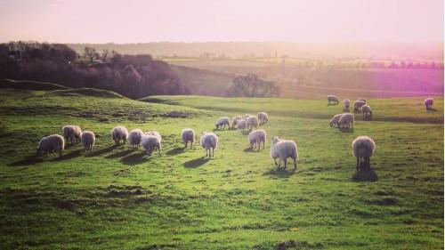 animal sheep nature wildlife