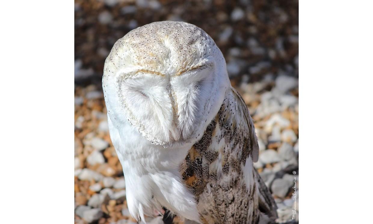 animal owl bird wildlife nature