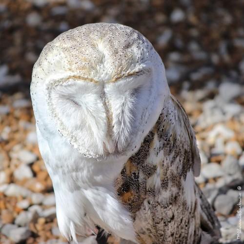 animal owl bird wildlife nature