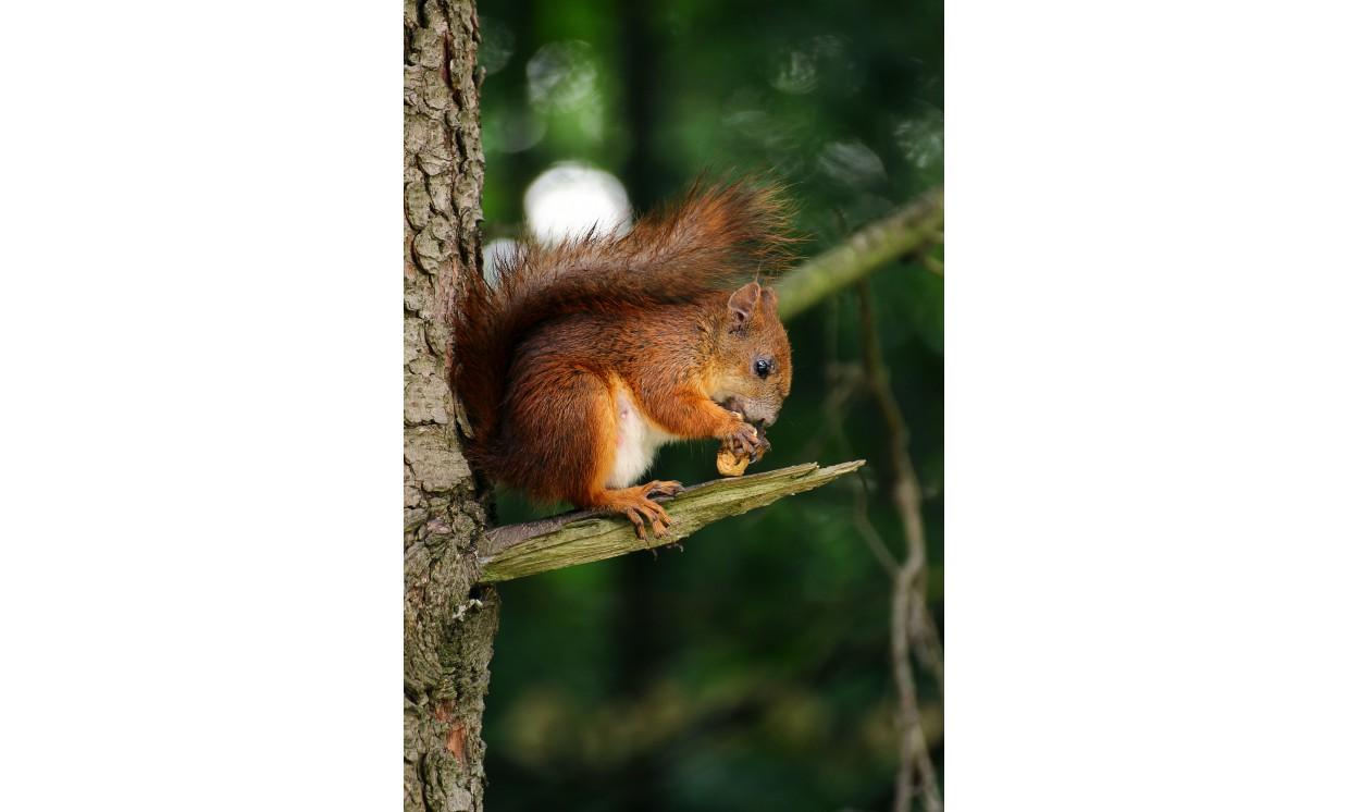 animal squirrel nature wildlife