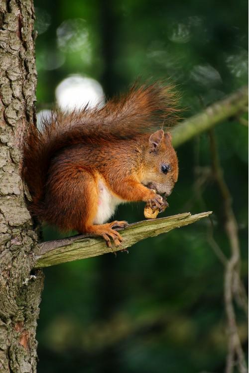animal squirrel nature wildlife