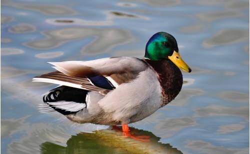animal wild duck duck bird wildlife