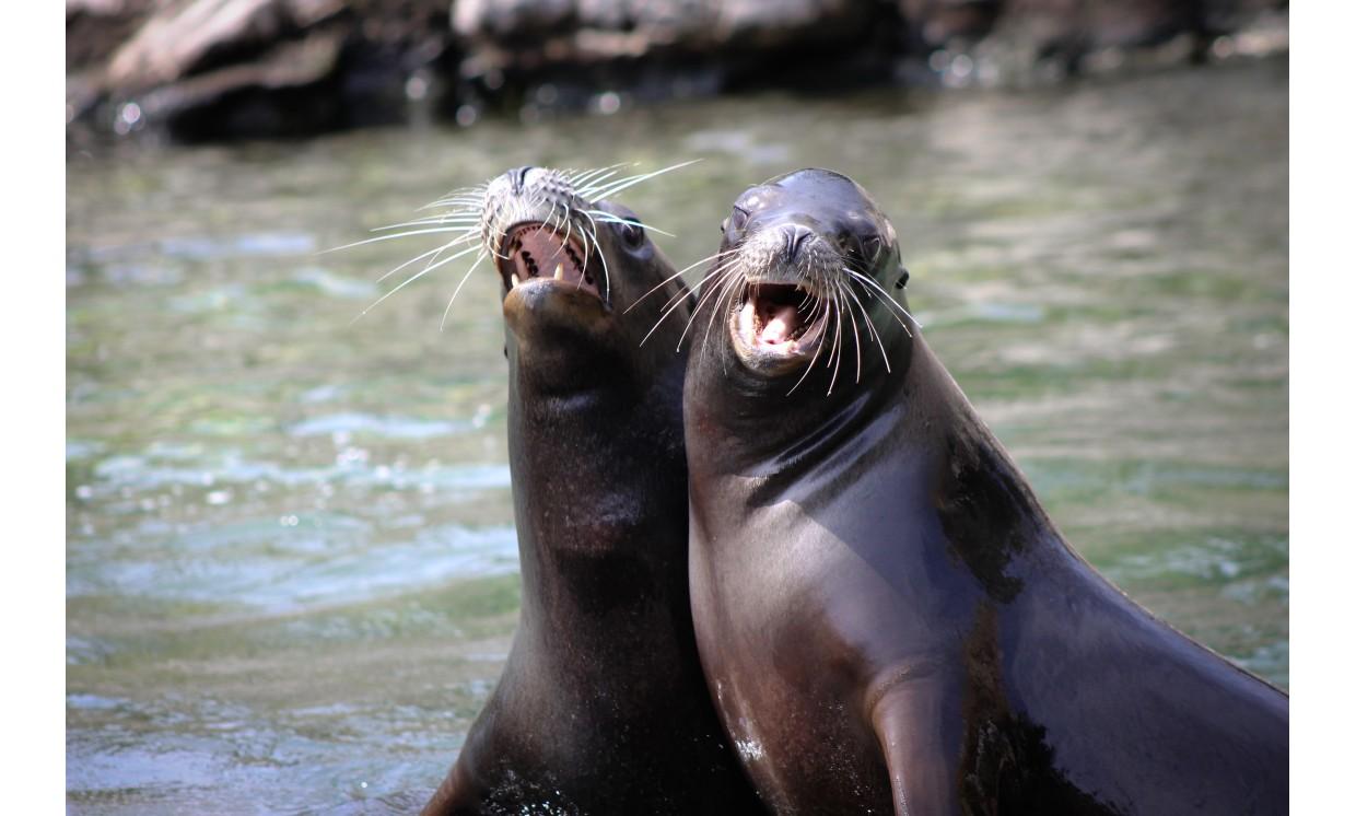 animal sea lion marine life sea zoo