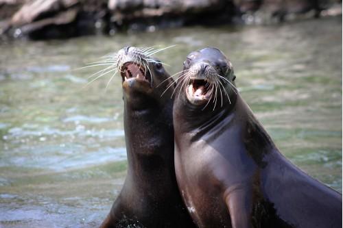 animal sea lion marine life sea zoo