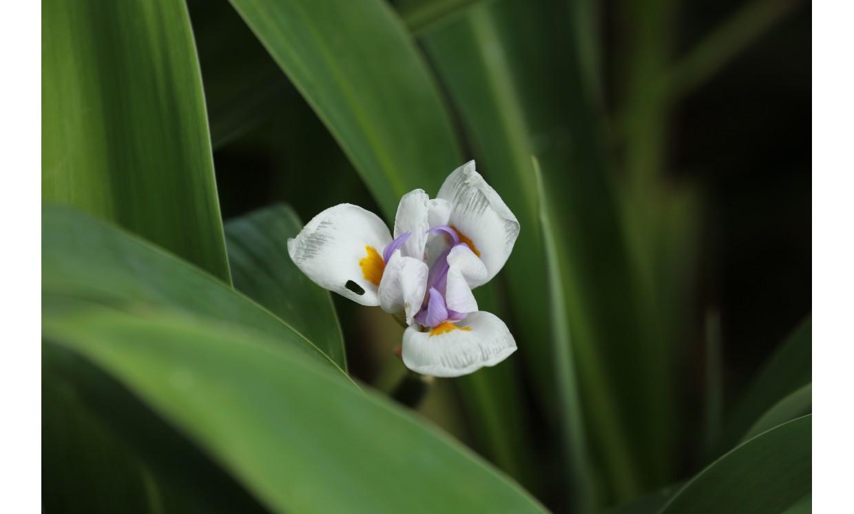 flower  plants